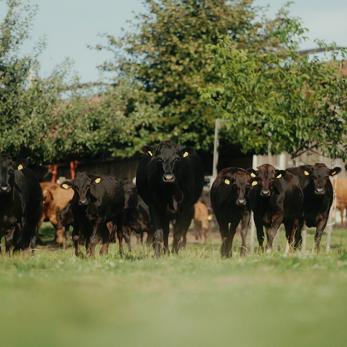 Mischpaket - Wagyu Natura Beef - November / Dezember
