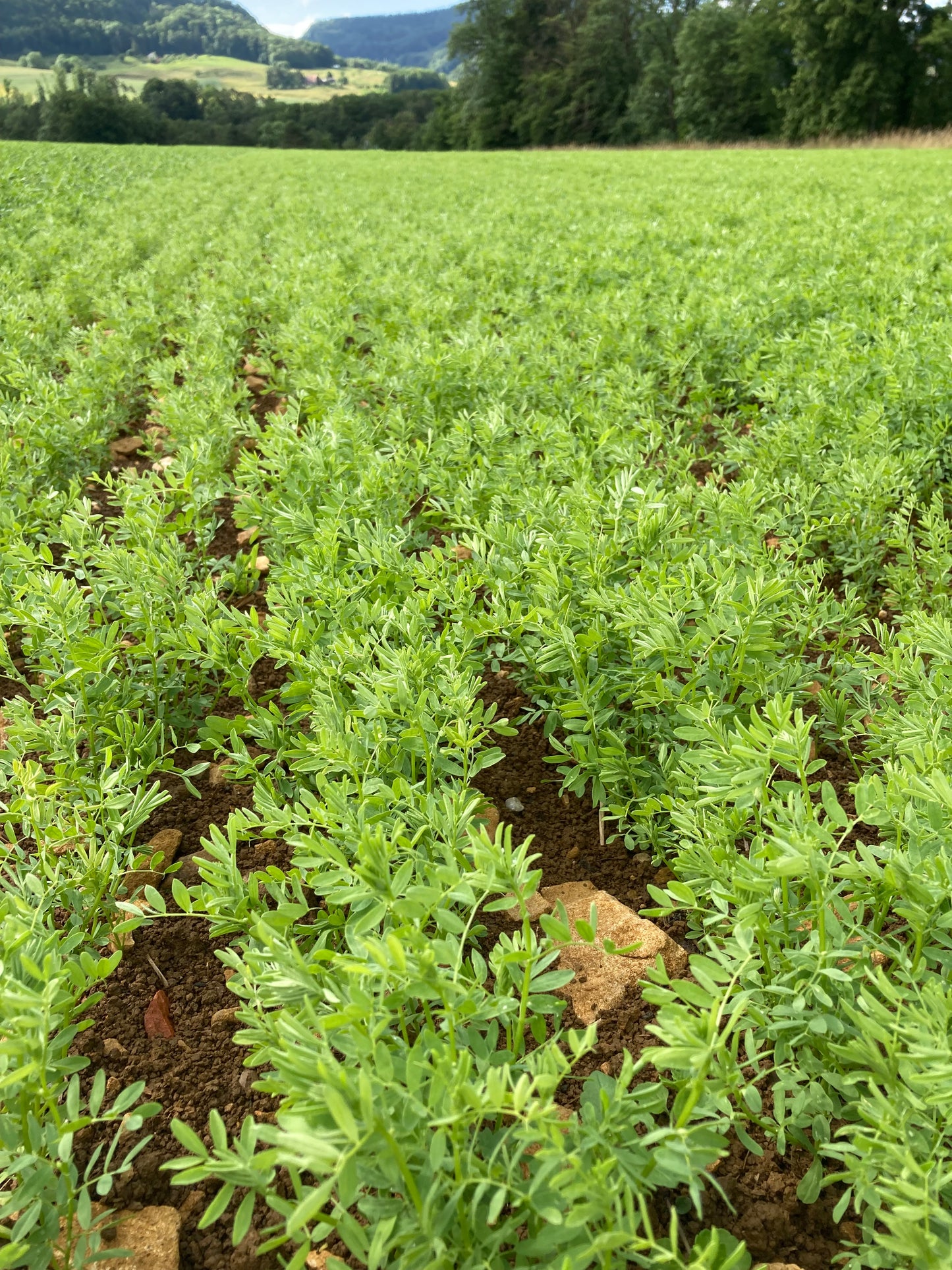 Wenslinger Braune Linsen Rosana